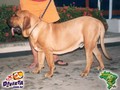 In Memorian - Fila Brasileiro Dourado - Canil Singular - Ben Hur